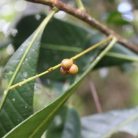 Agrostistachys borneensis Becc.